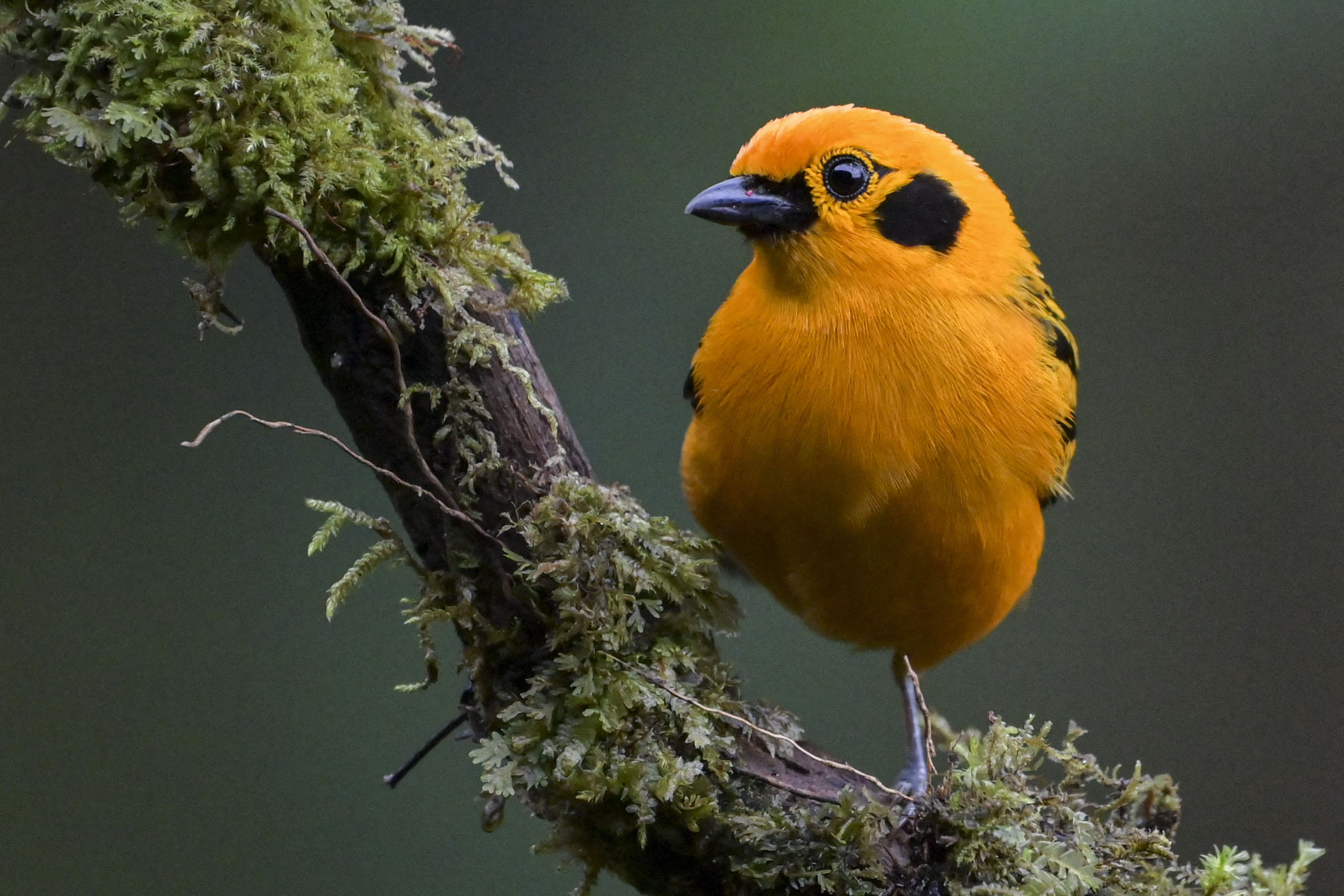 Turismo inclusivo en Colombia: primer sendero de avistamiento de aves sonoro
