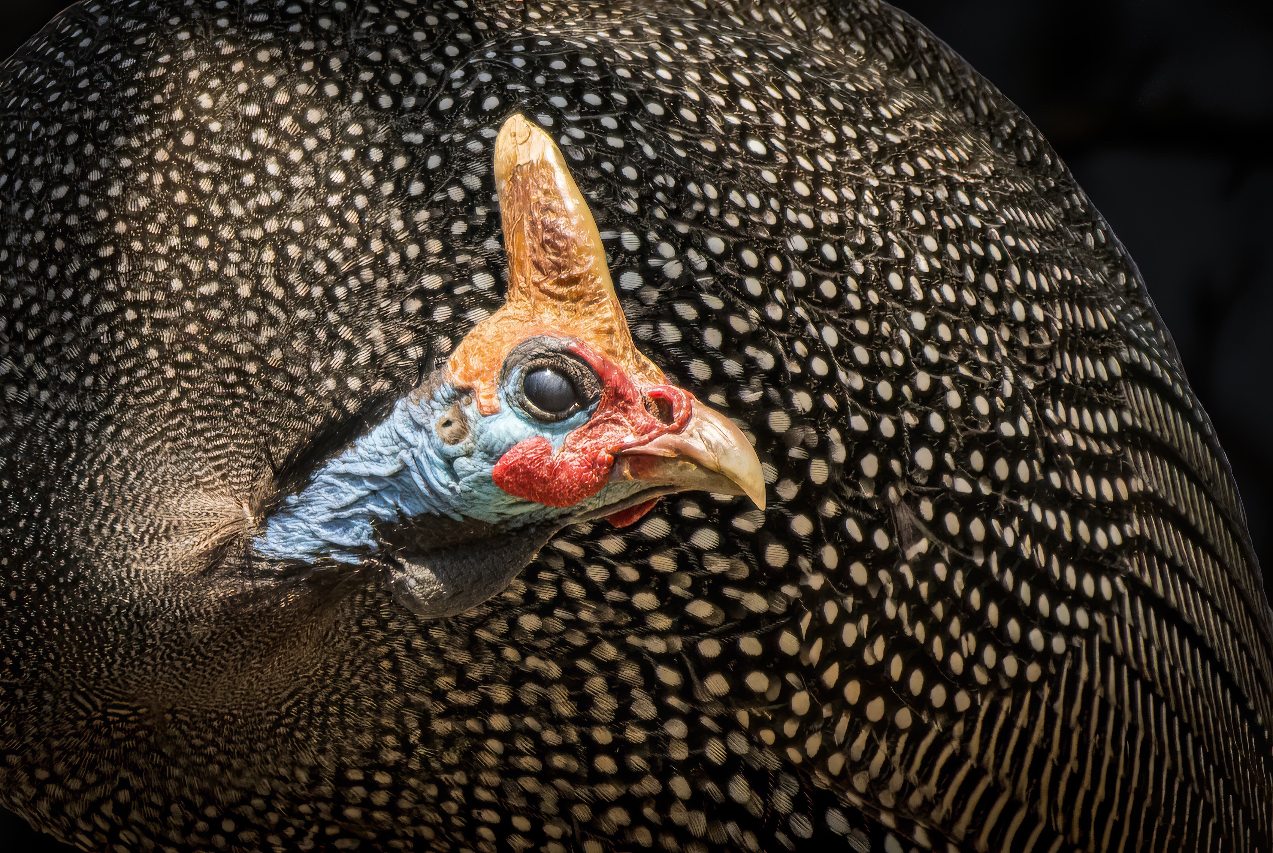 "The safari beauty", por Ngar Shun Victor Wong. Se llevó el bronce en la categoría retrato.