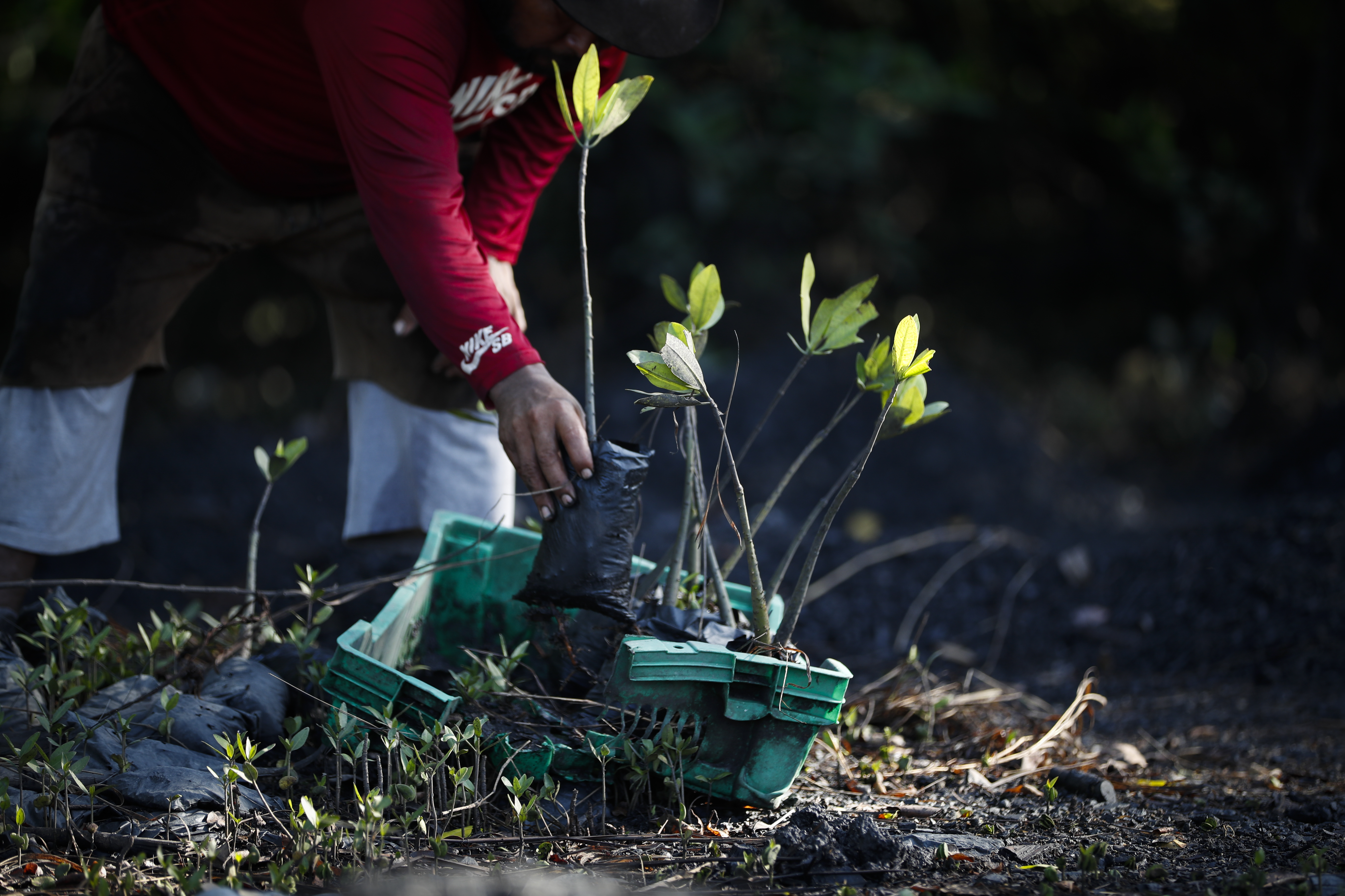 Bogotá es reconocida como ciudad arbolada por sus más de 320 especies vegetales