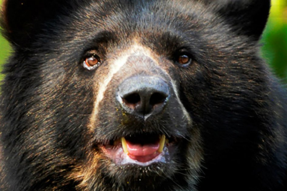 Cámara escondida captó a oso de anteojos en Santander