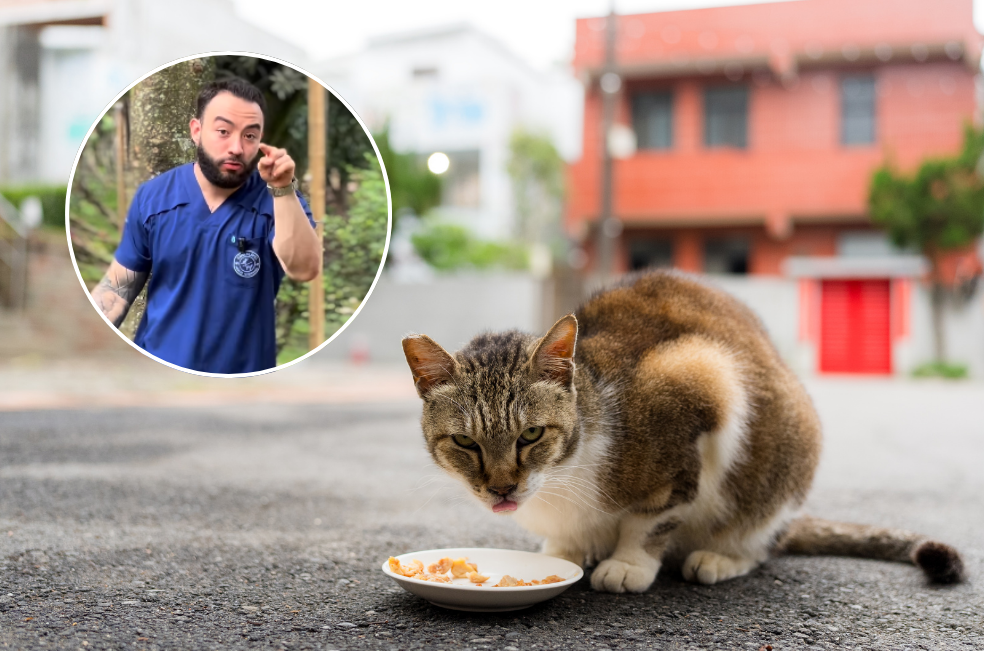 Camilo Veterinario: “Los gatos no deben salir, cuántas veces hay que repetirlo”