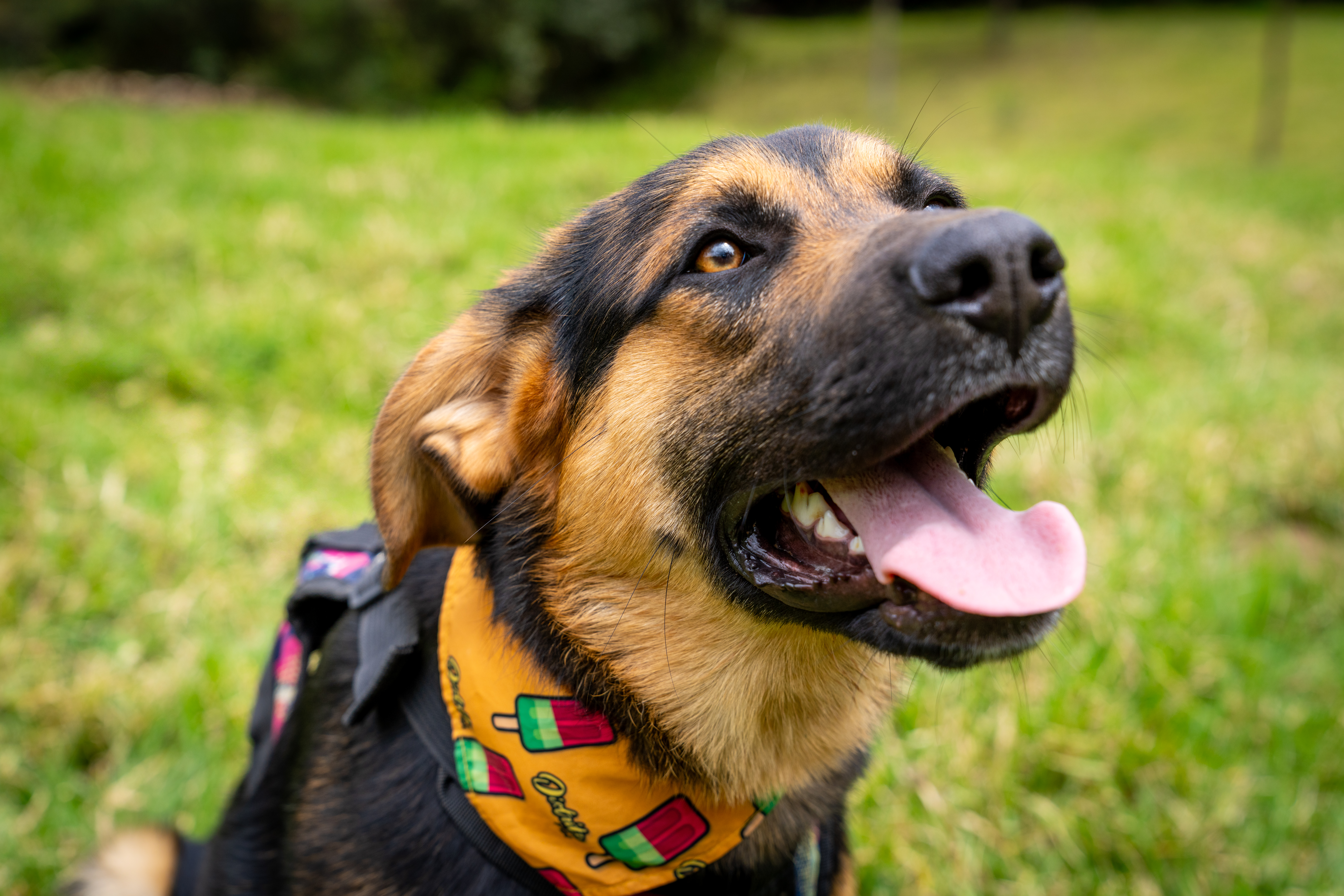 La historia de Barrilete, el perrito de una fundación por el que nadie pregunta