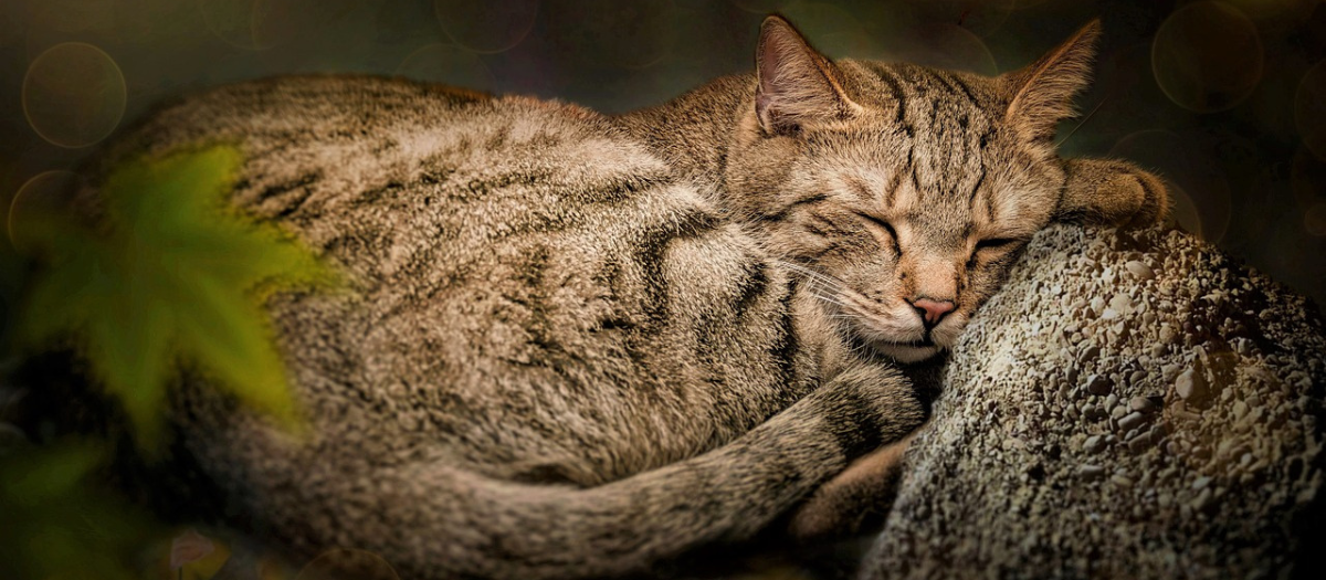 ¿Qué significa que un gato llegue a mi casa y no se quiera ir?
