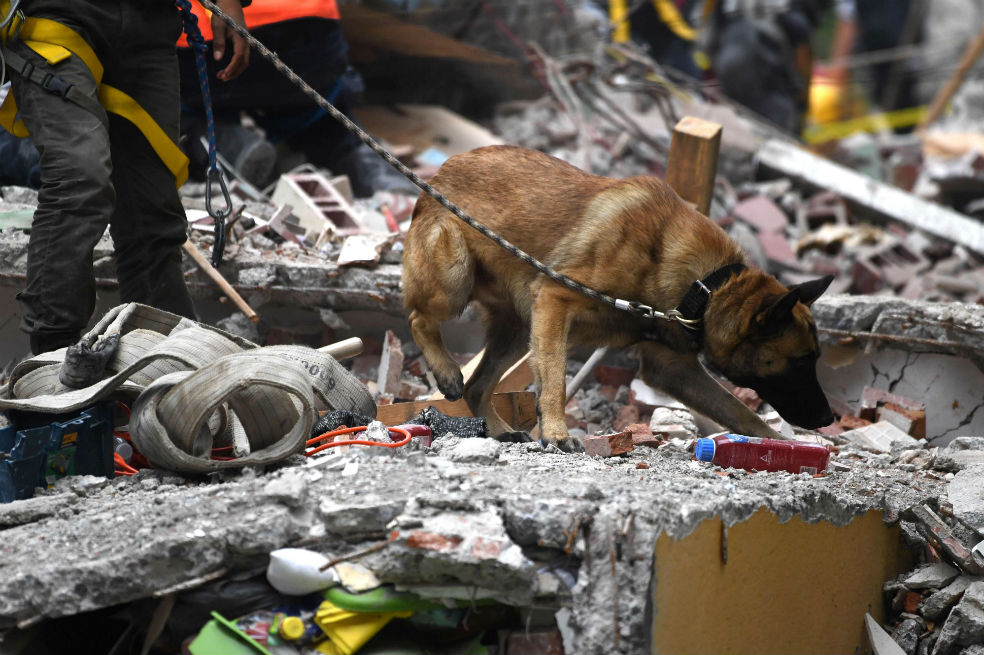 Perros, los héroes del terremoto en México