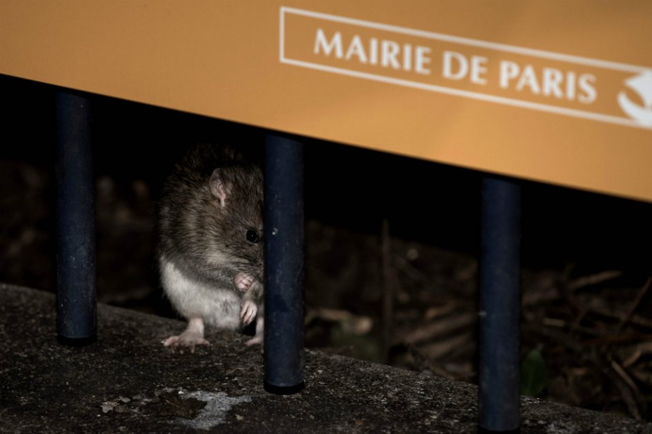 París lanza guerra sin cuartel contra las ratas