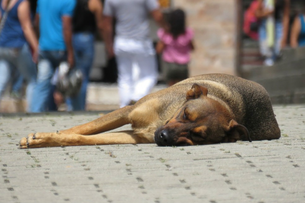 Perrito fue quemado con agua hirviendo en Villeta, Cundinamarca
