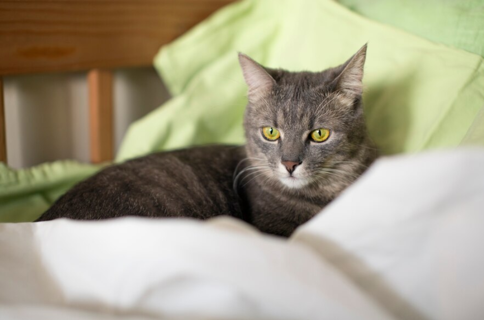 En India: mujer demanda a su esposo por darle más prioridad a su gato que a ella