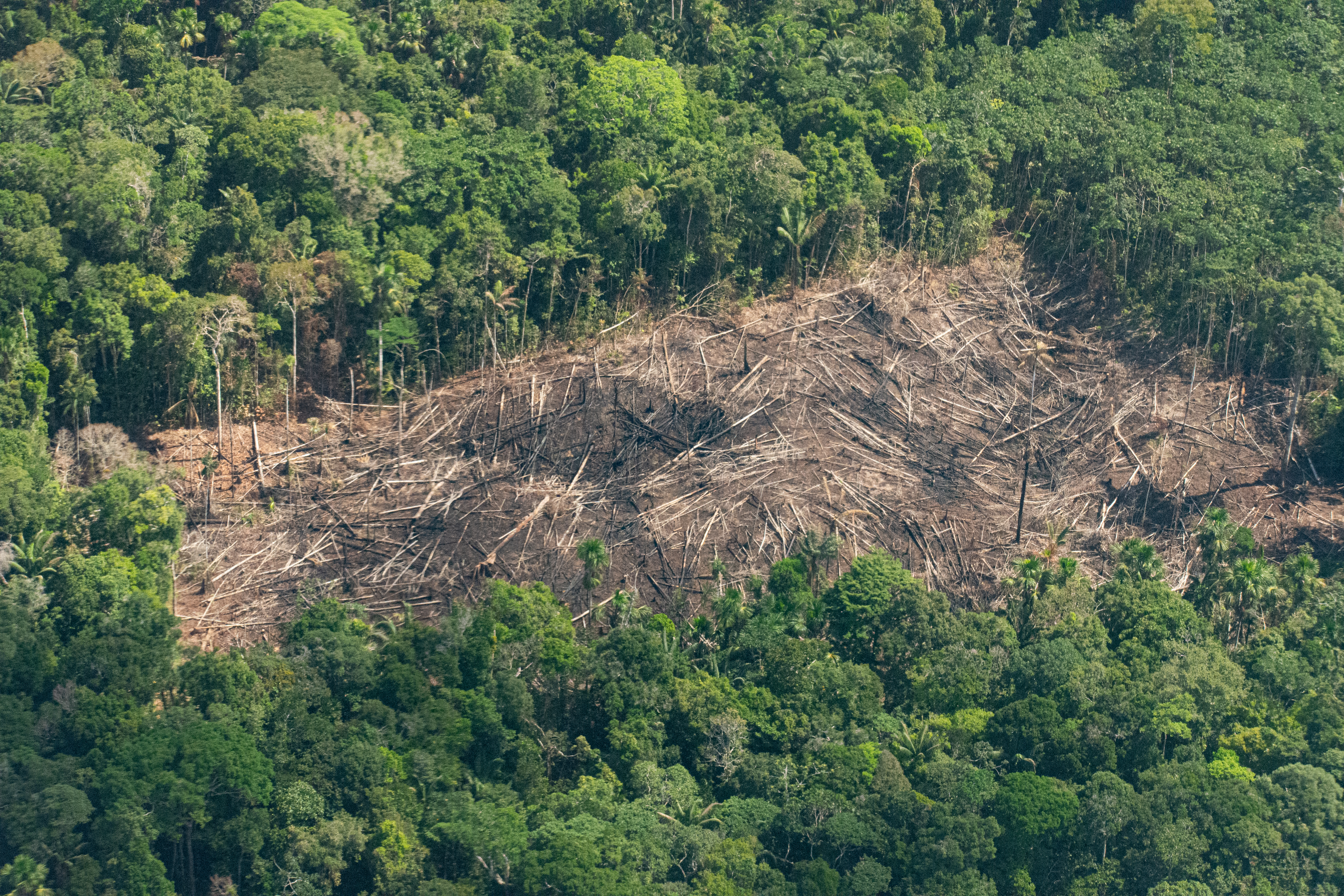Deforestación en la Amazonia brasileña aumentó por primera vez en 15 meses