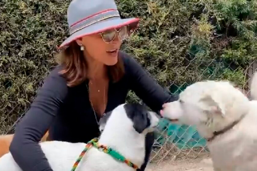 Los refugios de perritos que “ampara” Amparo Grisales