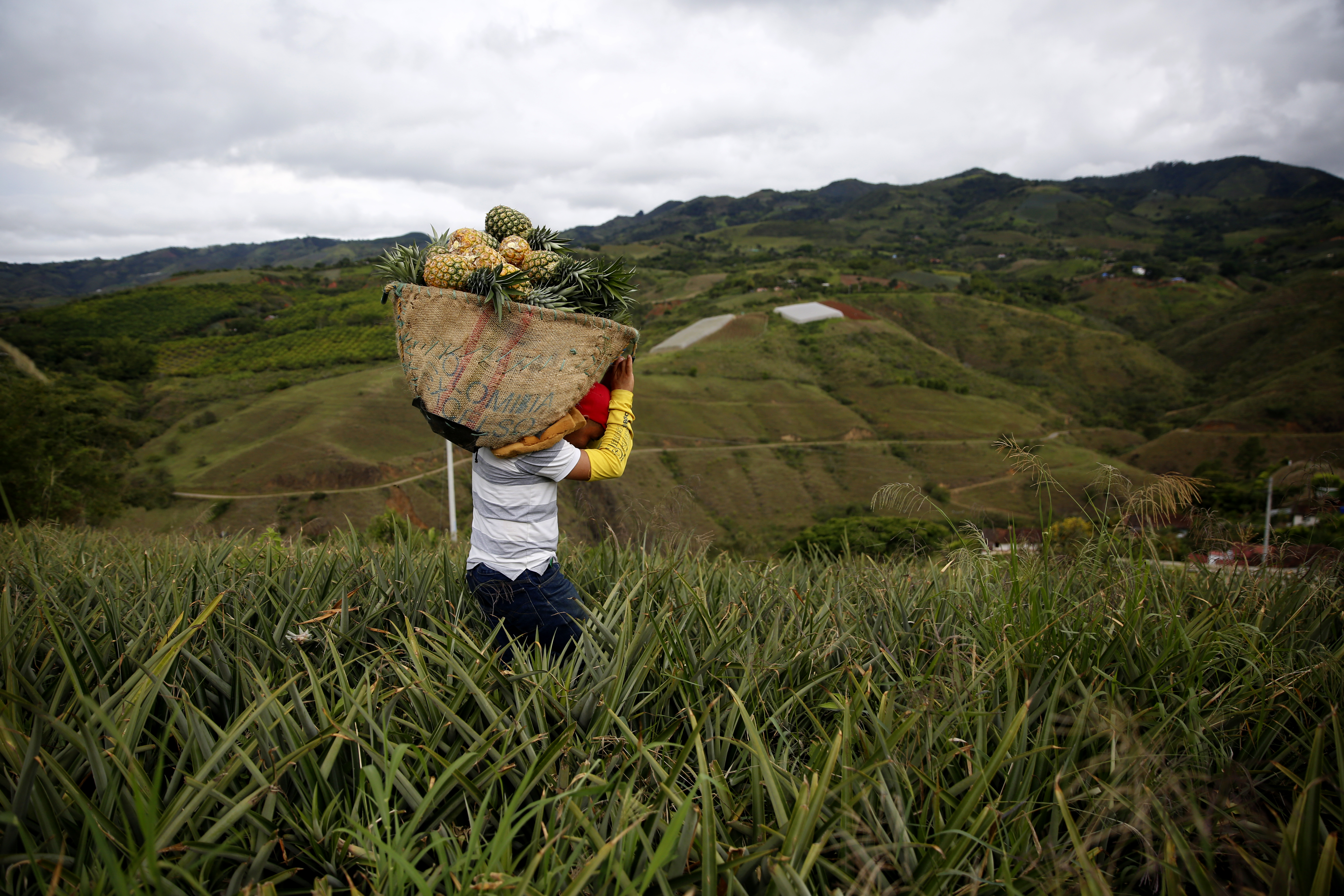 ¡Atención, campesinos! Gobernación abre convocatoria agrícola por $4.600 millones