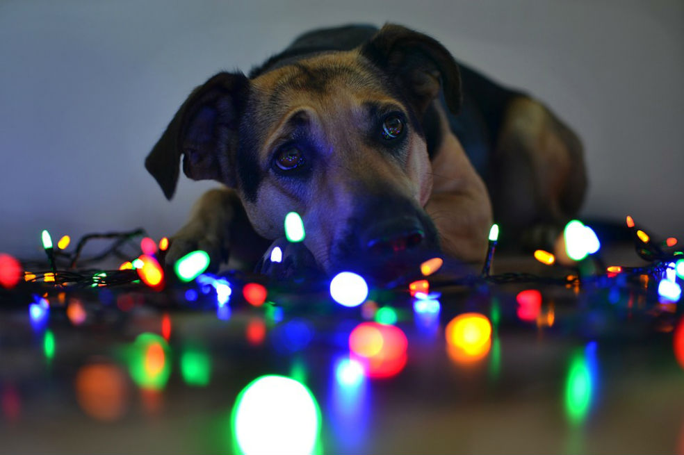 Haga más feliz su Navidad: este sábado hay jornada de adopción de mascotas en Bogotá