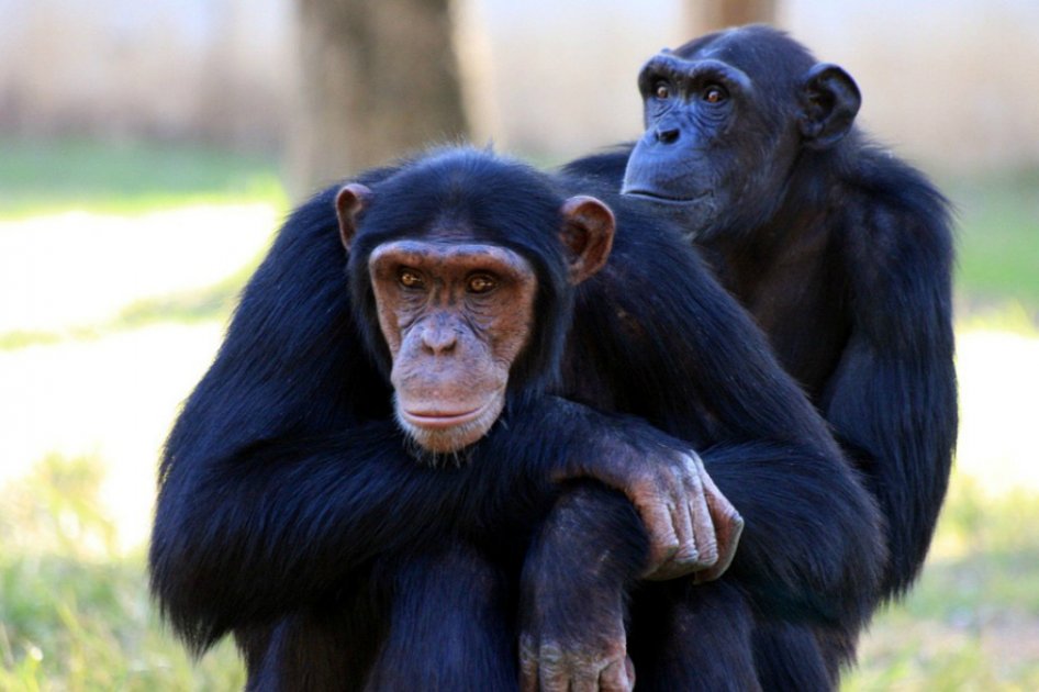 En una guerra, los chimpancés producen la misma hormona que activa la xenofobia