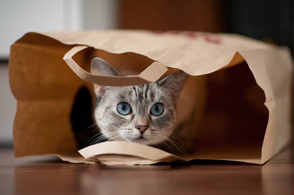 Tu gato tiene características únicas