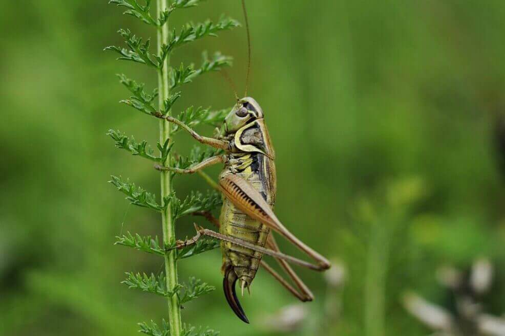 ¿Comer insectos como alternativa de proteína saludable? Un estudio defiende su valor nutritivo