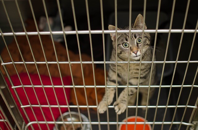 ¿Existen las EPS y la medicina prepagada para mascotas?