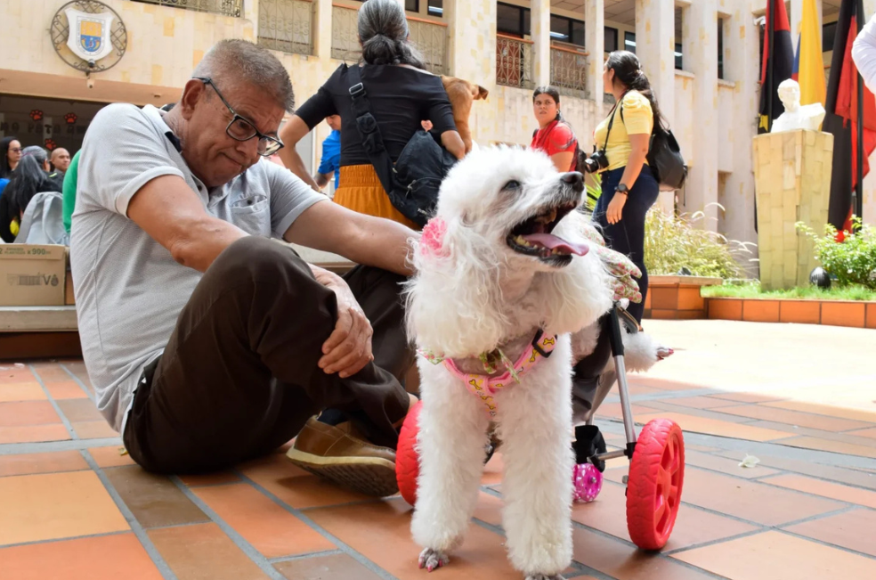 Cúcuta entrega sillas de ruedas a ocho animales que habían perdido la movilidad