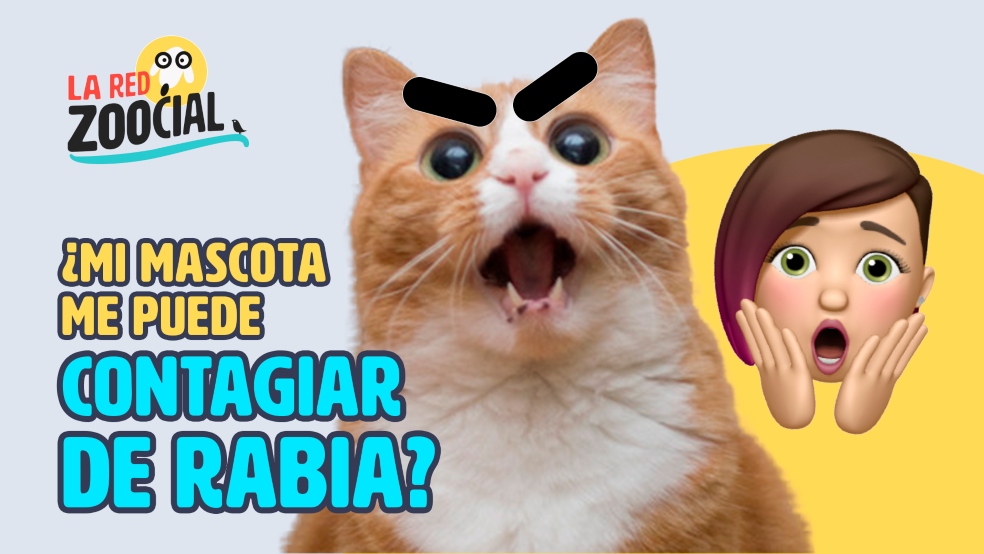 ¿Cómo sé si mi mascota está contagiada de rabia?