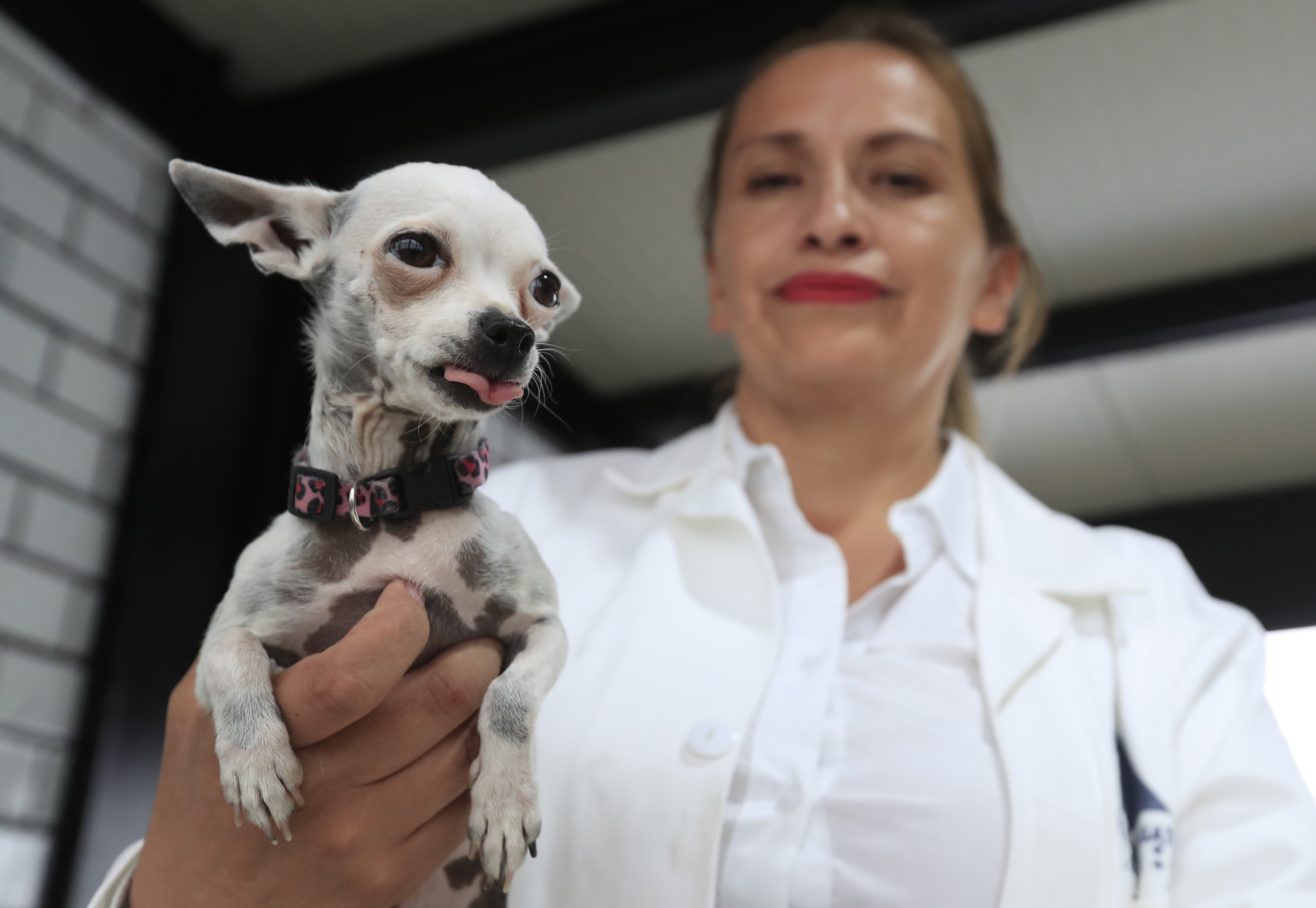 MEX6056. CIUDAD DE MÉXICO (MÉXICO), 25/05/2023.- Una veterinaria muestra un cachorro canino, en un hotel para perros y gatos inaugurado hoy, en la Ciudad de México (México). Con el objetivo de crear conciencia sobre los animales abandonados en calles de México, este martes se inauguró en la capital del país el primer hotel para perros y gatos que viven esta situación, el cual brinda estancia, veterinaria, esterilización, estética y adopción de manera gratuita. EFE/Mario Guzmán