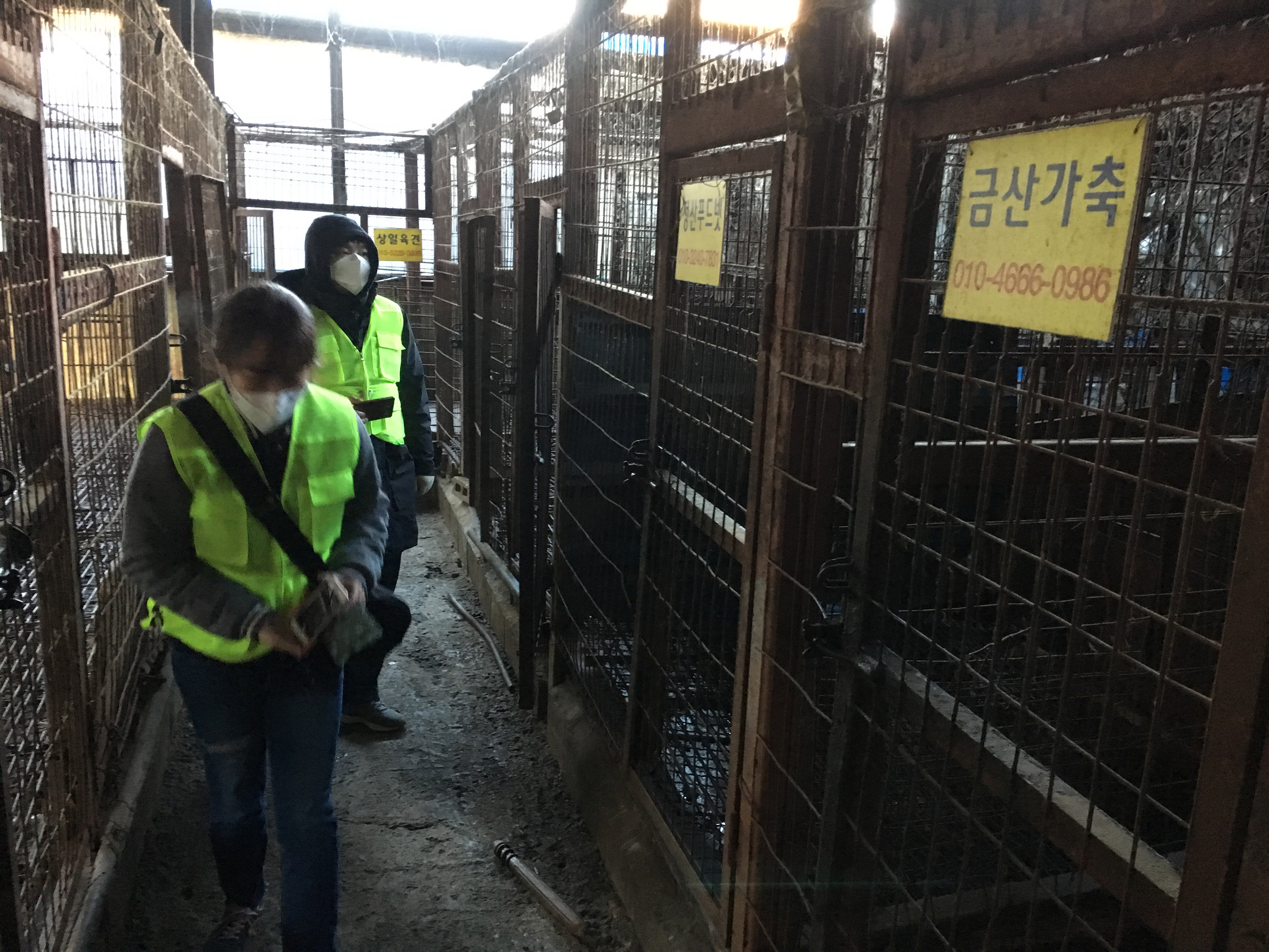 Cierran el mayor matadero de perros en Corea del Sur