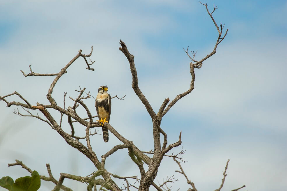 El "Falco femoralis", una de las 149 especies de aves registradas en un día pajareando por el Guaviare. / Cortesía de Julián Ávila-Campos