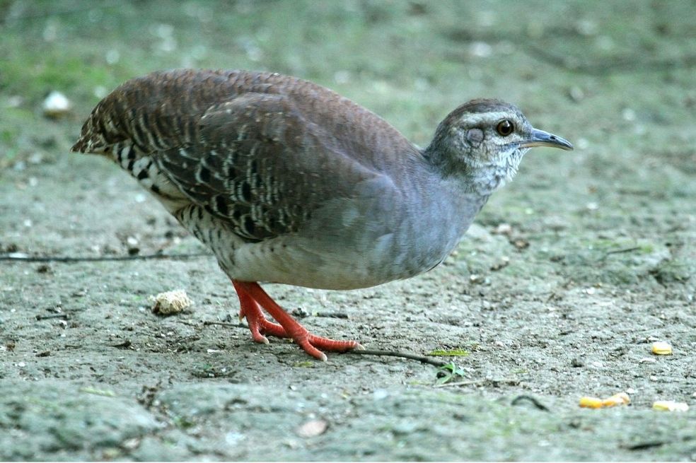 El sonido de un pájaro ayudó a probar que un supuesto video del ELN era falso