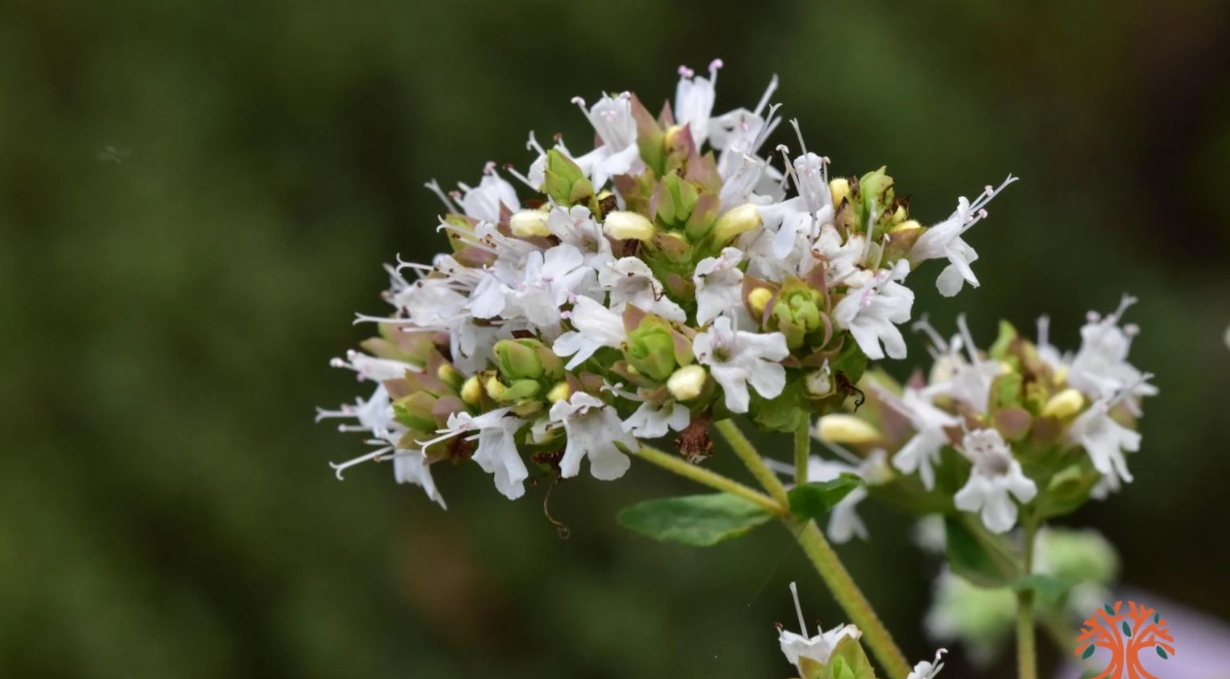 Mejorana: de dónde es, para qué sirve y características de esta planta