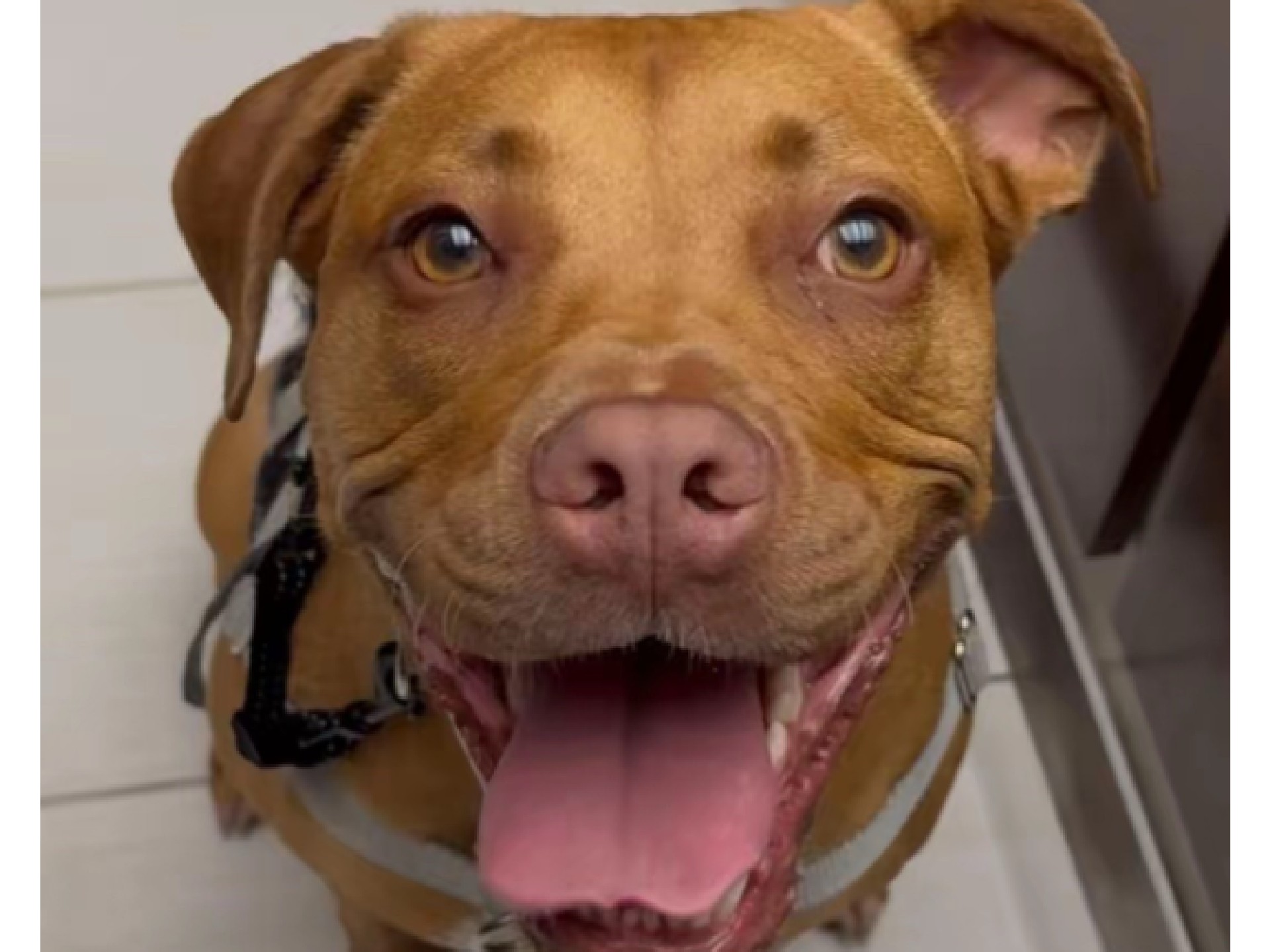 Chloe fue abandonada y su nueva familia le envía mensaje a sus antiguos dueños