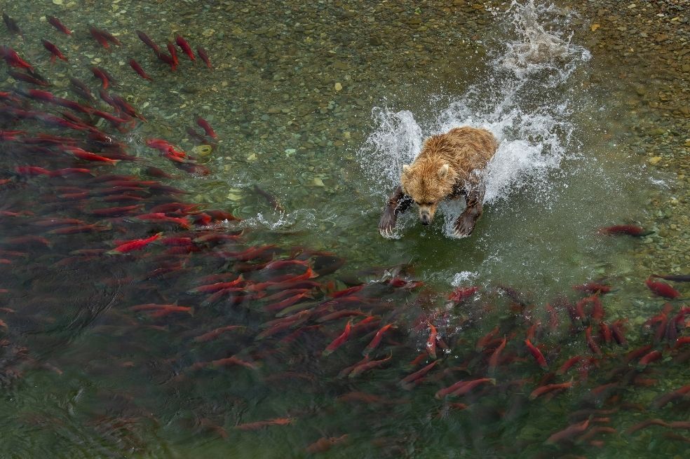 Categoría animales en su hábitat: Charlie Wemyss-Dunn fue el ganador. "Un oso pardo hambriento se lanza de cabeza a un arroyo en el Parque Nacional Katmai de Alaska para intentar atrapar uno de los muchos salmones rojos que desovan en grandes cantidades durante su migración estacional", aseguró.