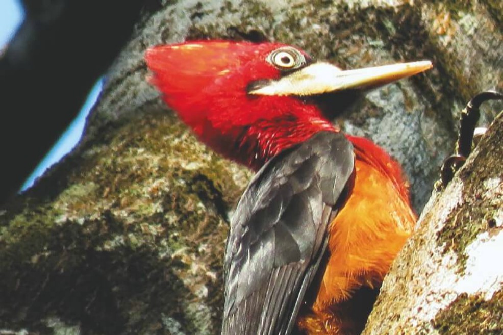 “Campephilus rubricollis” en San Vicente del Caguán (Caquetá). / Fotos de Brayan Coral Jaramillo 