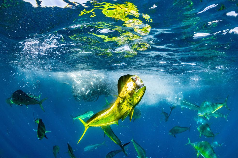 Fotógrafo de vida salvaje del año: El ganador fue Manuel Castellanos Raboso, por una foto tomada en Baja California. Se trata de un pez dorado que exhibe con orgullo su captura.