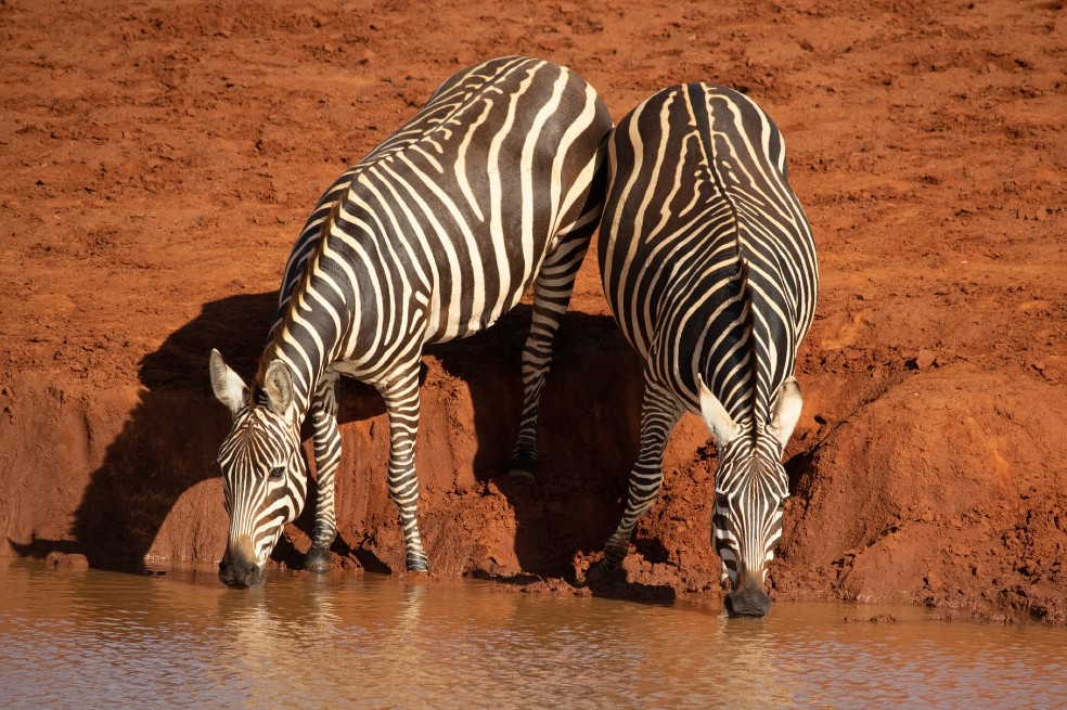"Travesuras del abrevadero" tituló Hayden Wood a su imagen, en la que se ve cómo un par de cebras de Grevy beben agua.