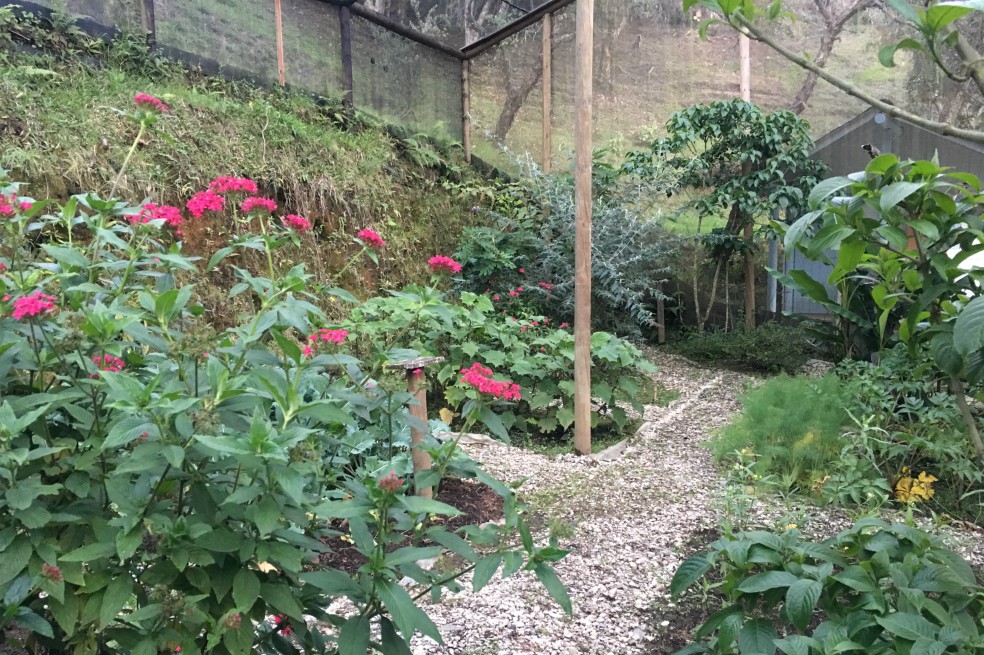 Así se veía el mariposario por dentro.CortesíaCon este panorama, el proyecto del mariposario quedó en el aire. Según Villada, “estamos mirando alternativas para ver cómo vamos a seguir funcionando. Vamos a seguir estudiando el mayor laboratorio que tenemos: los bosques y los rastrojos. Porque el conocimiento no nos lo quita nadie”. (Le puede interesar: Los animales urbanos)