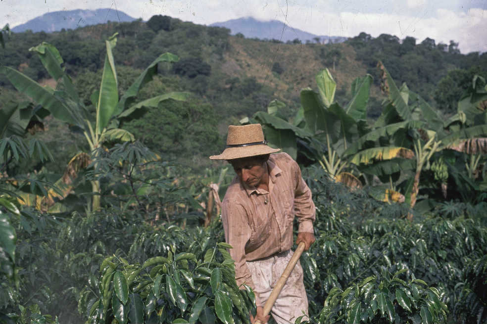 De la bonanza a la crisis, un siglo de economía cafetera