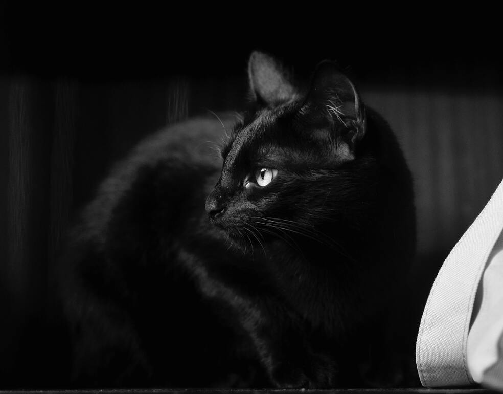 Nombres para gatos negros: algunas opciones para que le pongas a tu felino