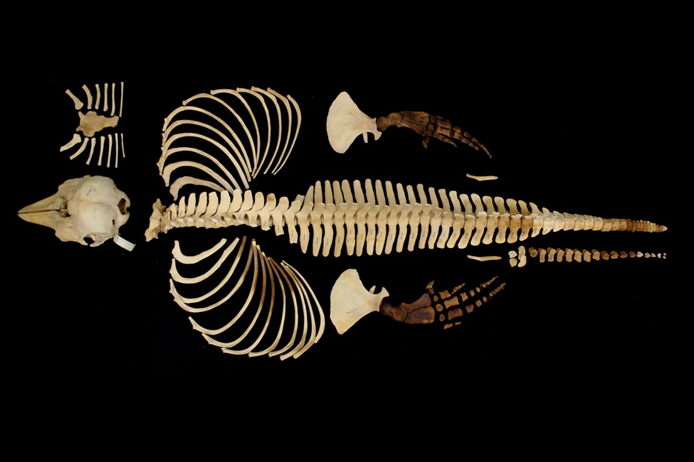 Científicos conservan digitalmente el esqueleto del mamífero marino más raro del mundo