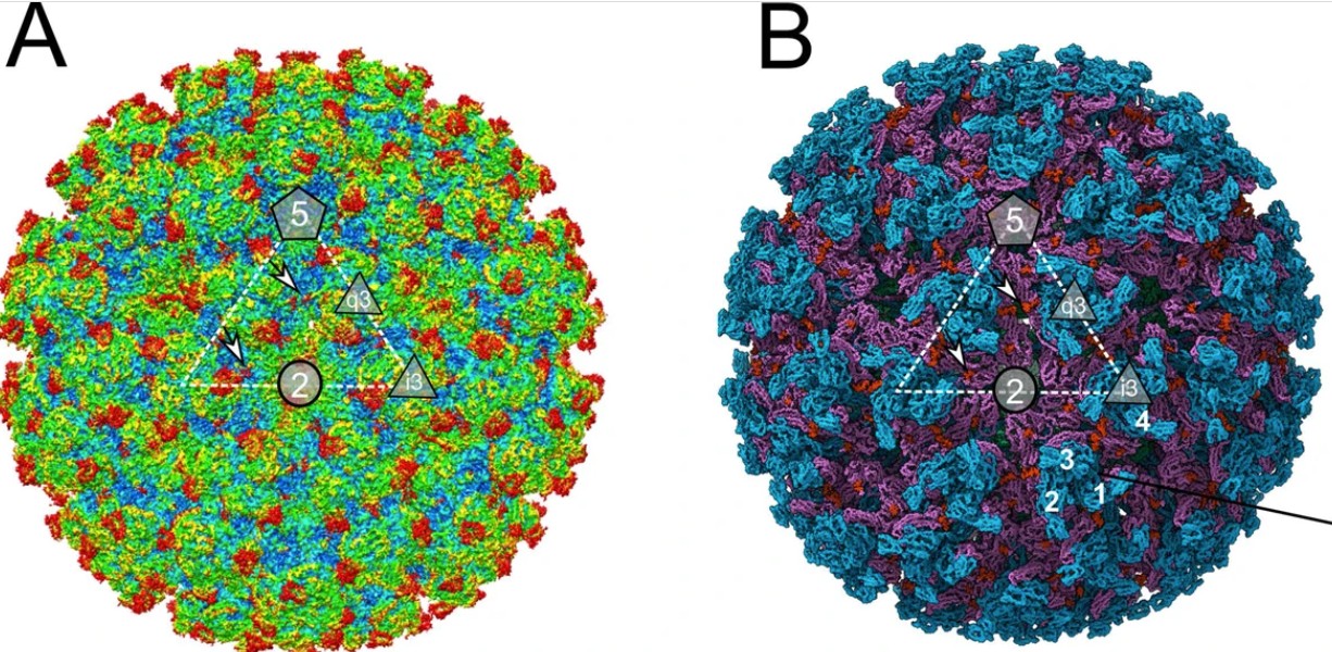 Revelan estructura del mayaro, un virus latinoamericano olvidado