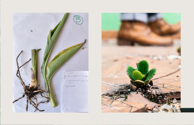 “Herbario del Bronx”, construcción de memoria a través de plantas