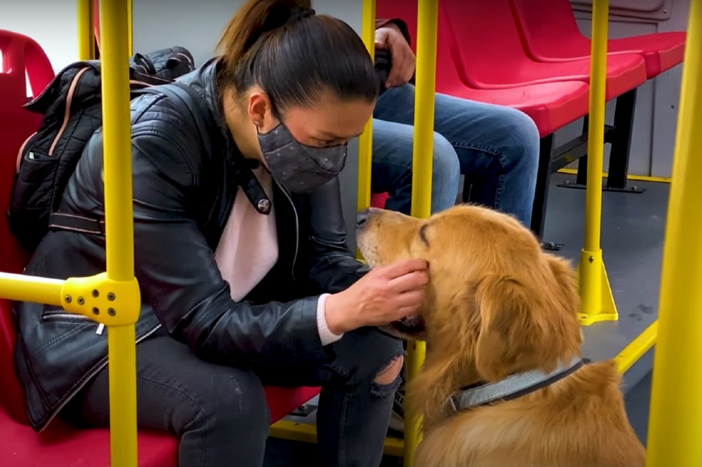 Encontraron un nido de pulgas en una silla de SITP: ¿cómo proteger a tus mascotas?