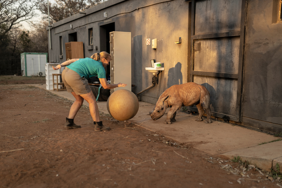 En fotos: El nuevo santuario en Sudáfrica para bebés rinocerontes huérfanos