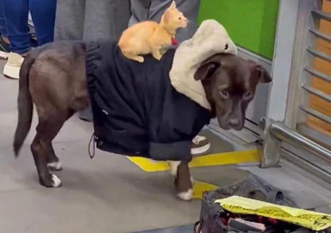 Denuncian maltrato de gato y perro en Transmilenio: los usarían para pedir dinero