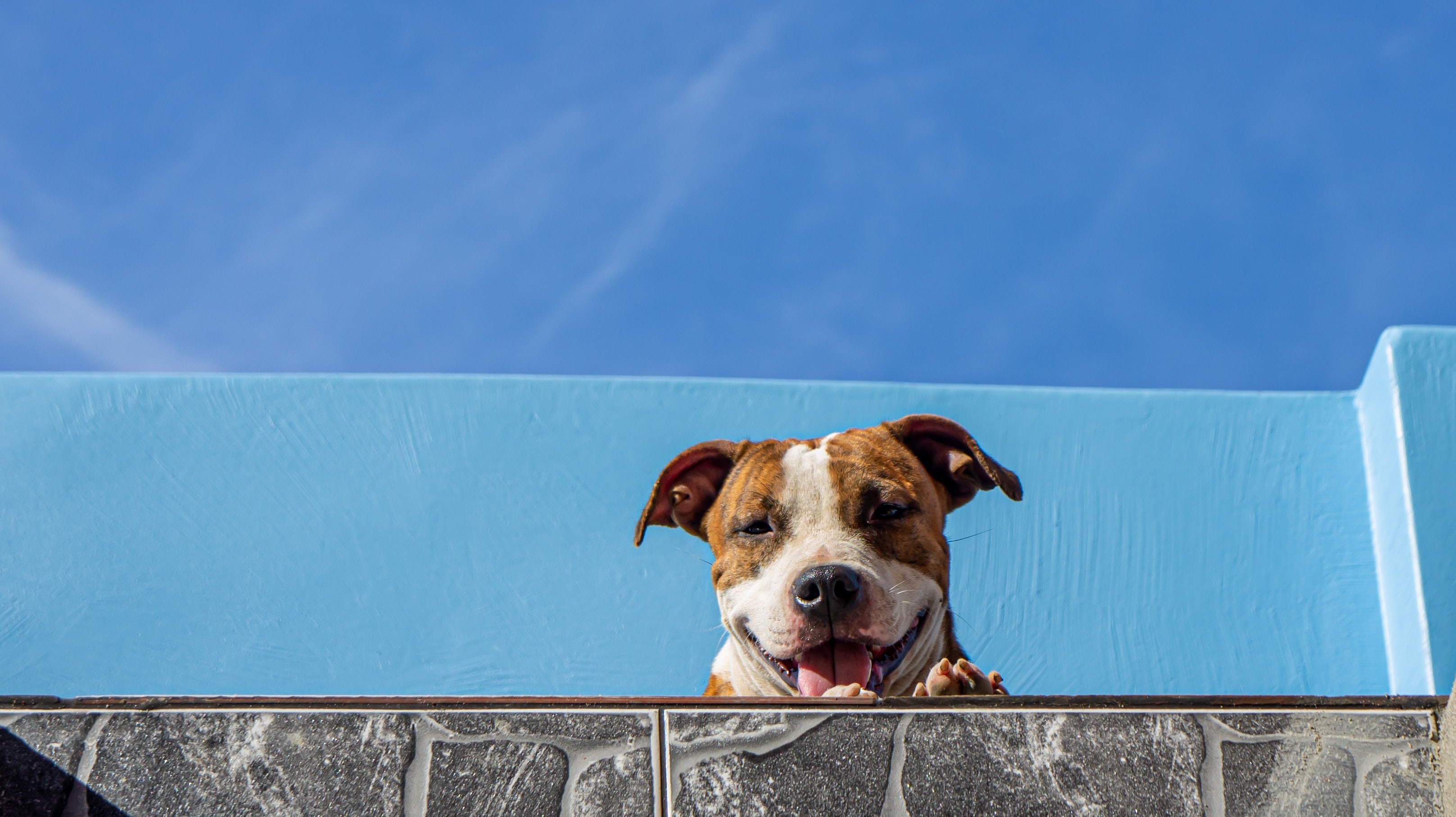 Inicia censo para mascotas de cuidado especial en Medellín: así puede registrar a la suya