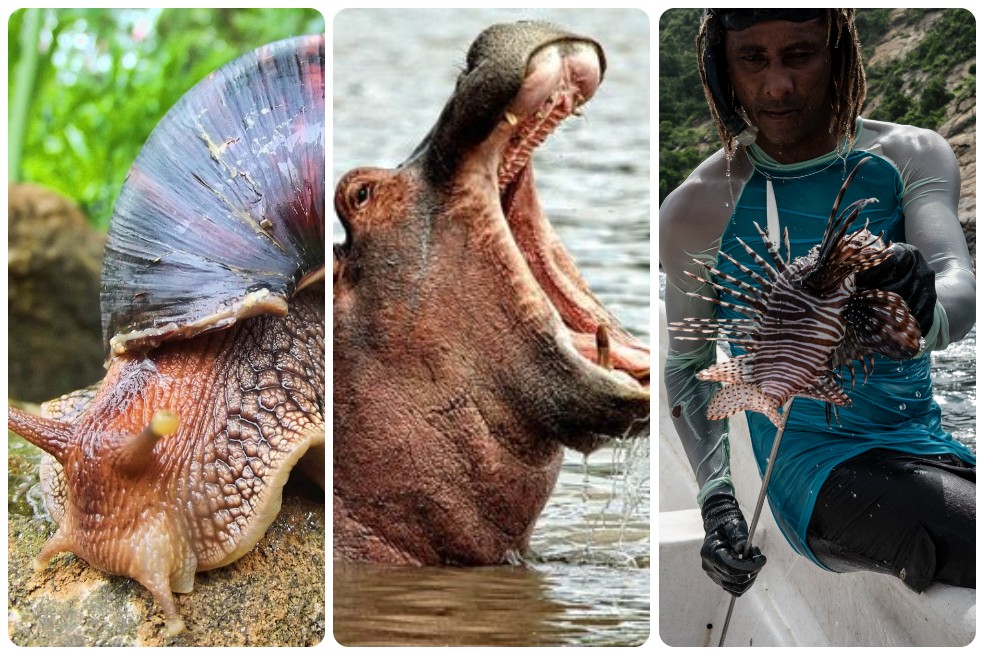 Controlar las especies invasoras es una “urgencia”, reitera un gran informe global