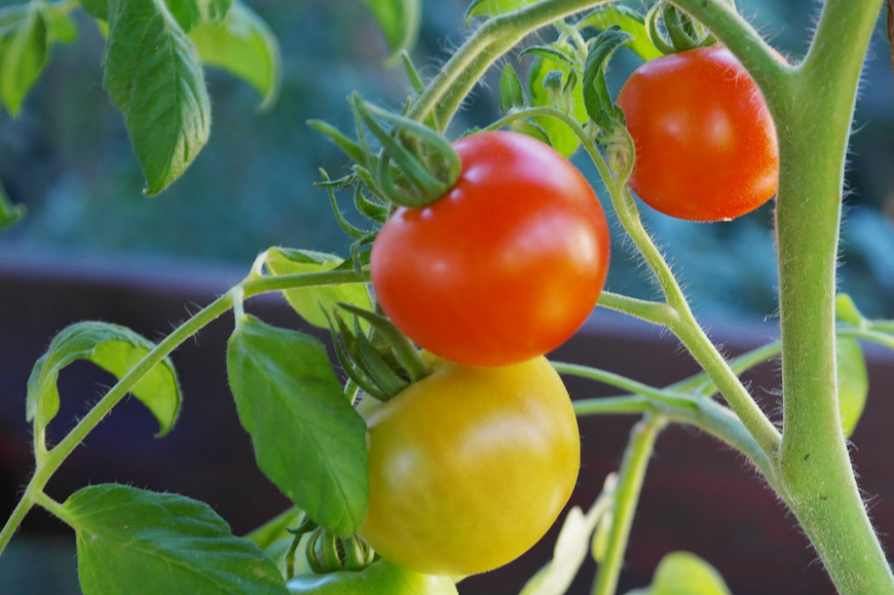 Invernaderos ‘high-tech’ logran que tomates crezcan en la selva y en el desierto