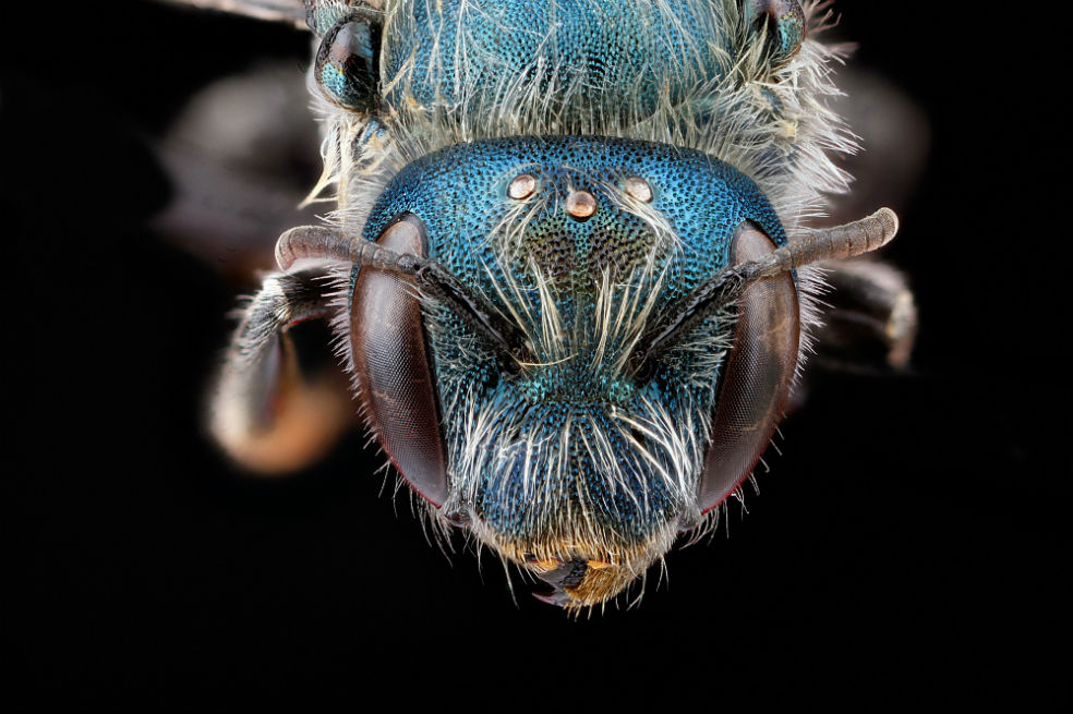 En fotos: ¿El apocalipsis de las abejas?
