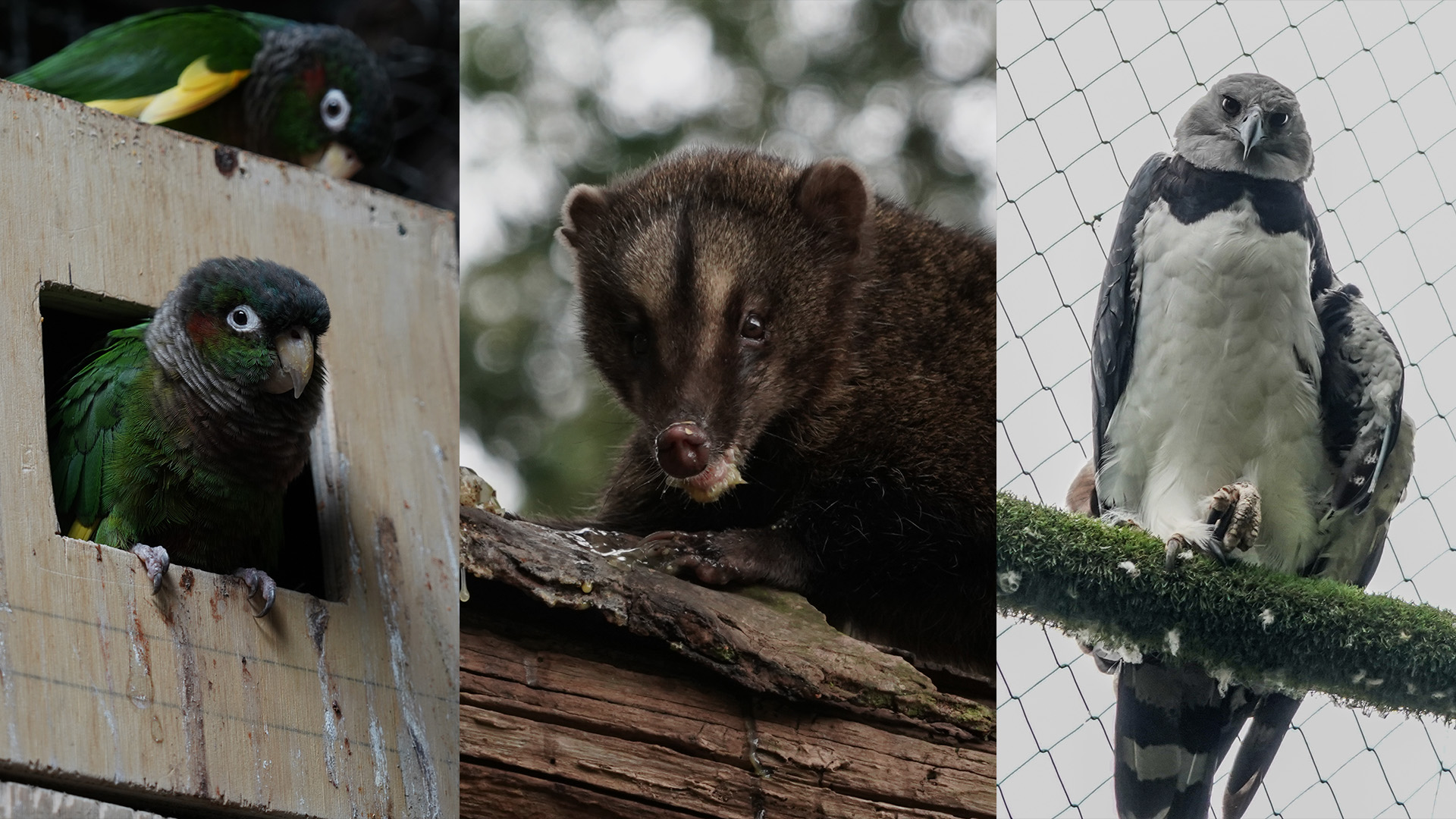 Especies en vía de extinción son rehabilitadas en el Bioparque La Reserva