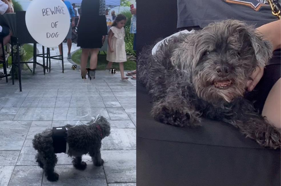 ¿Por qué le amarraron un globo a este perrito de 16 años?: la razón es conmovedora