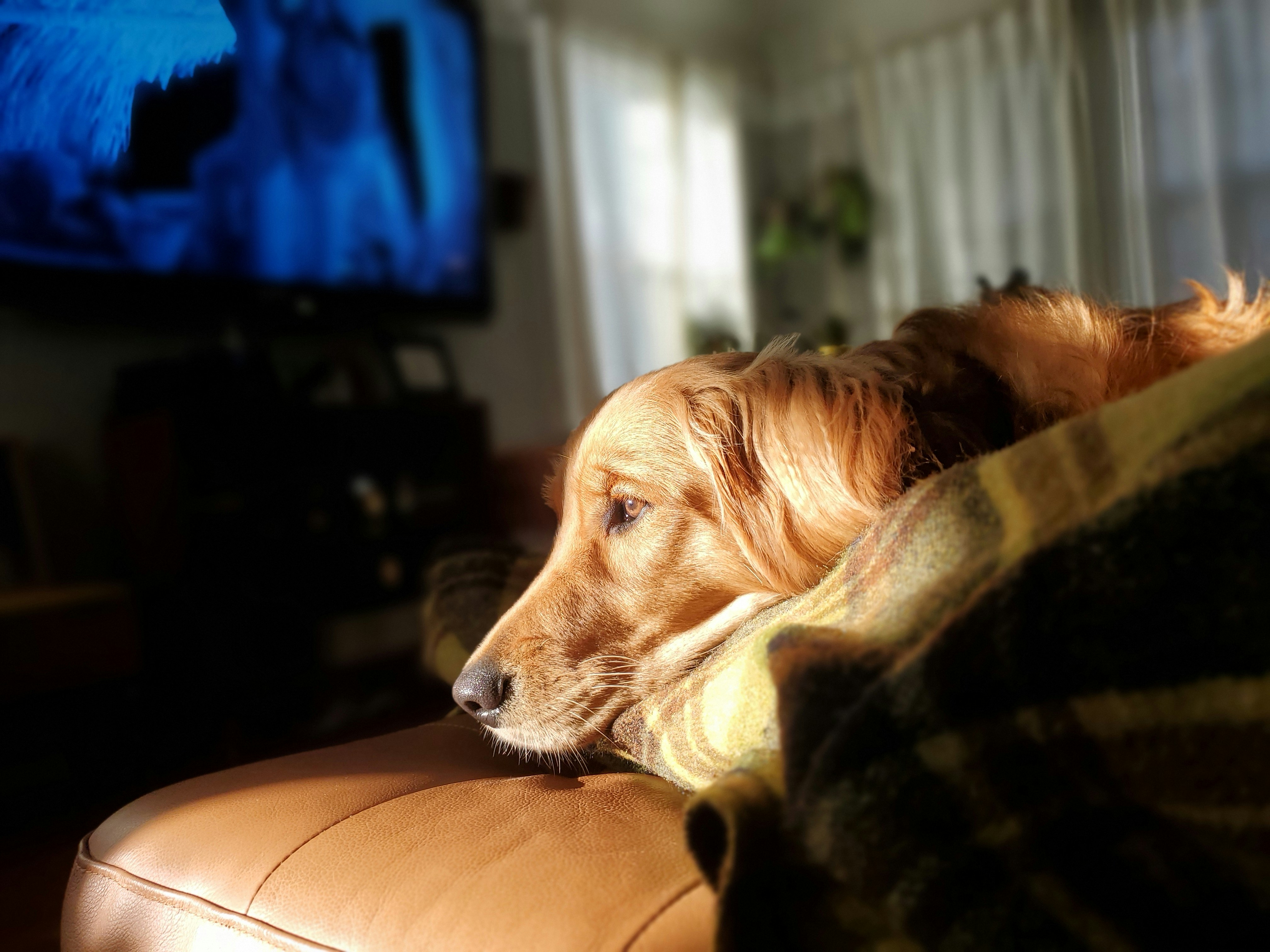 ¿Los perros pueden ver la televisión? Así funciona su visión