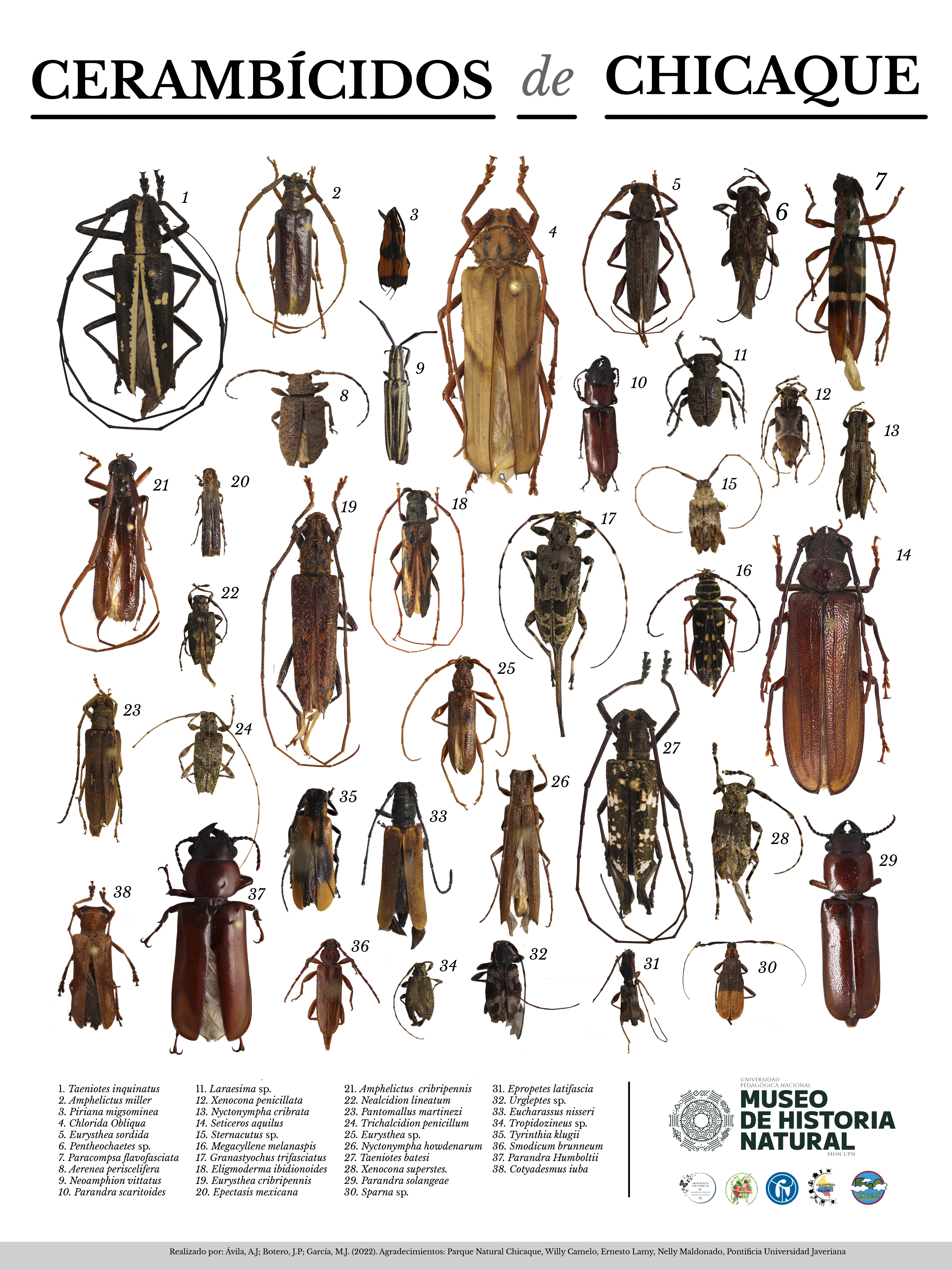 En este póster se encuentran las 38 especies de escarabajos de antenas largas identificadas en el Parque Natural Chicaque.
