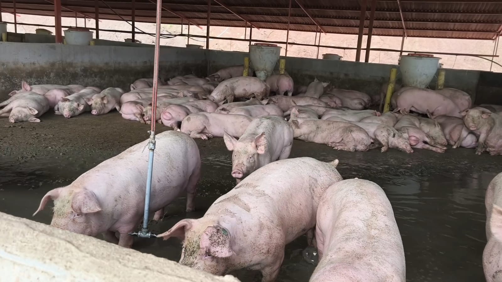 Suspenden porcícola en Guaduas tras detectar cambios en el color de una fuente hídrica