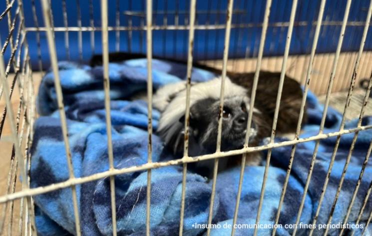 Antioquia: judicializan a tres personas por comercializar y tener fauna silvestre